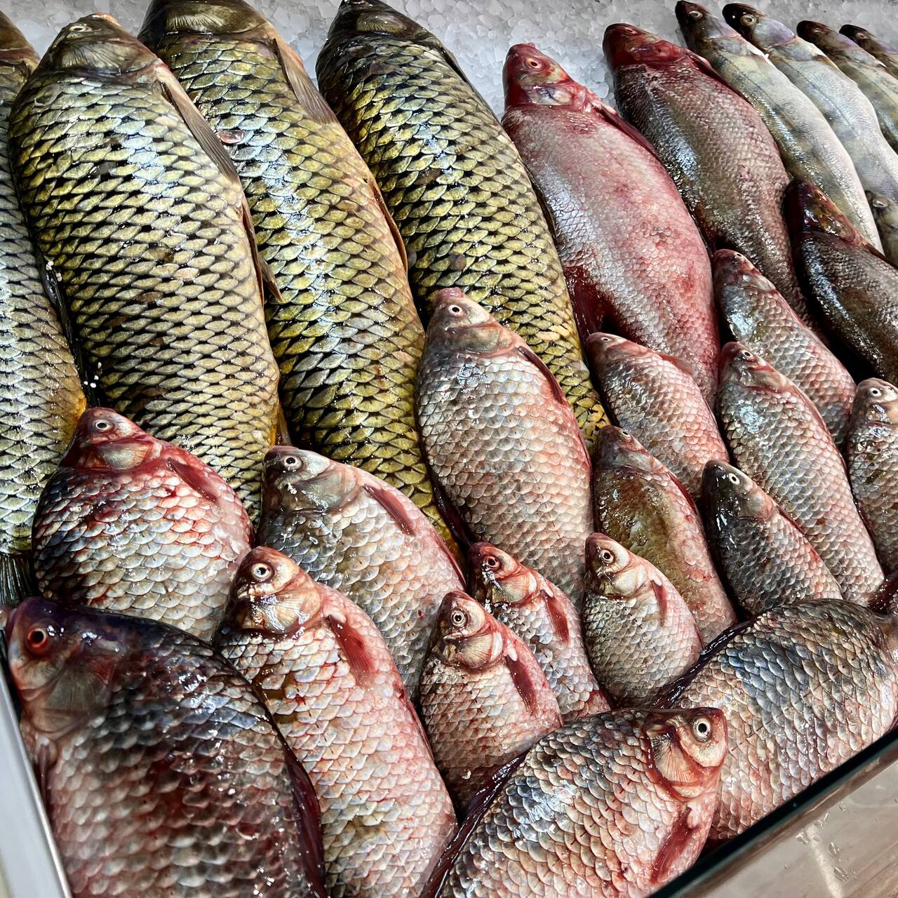 Карась/Щука/Сом/Сазан/Судак в Твери фото 7 Продукты питания Тверь