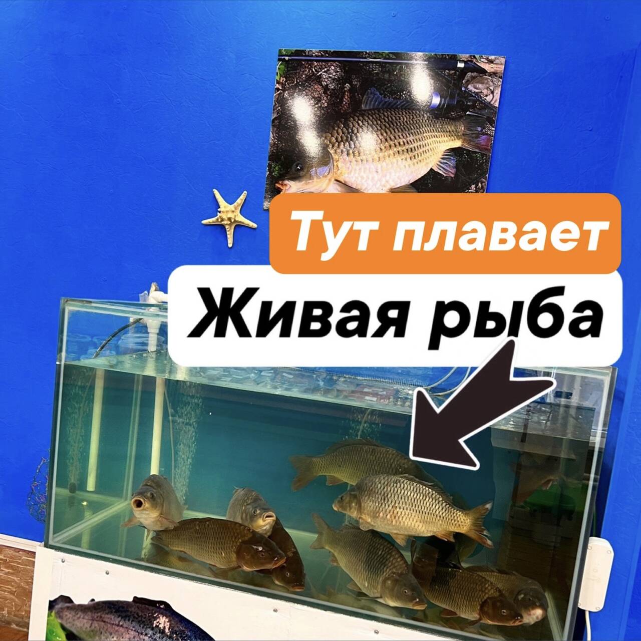 Карась/Щука/Сом/Сазан/Судак в Твери фото 5 Продукты питания Тверь