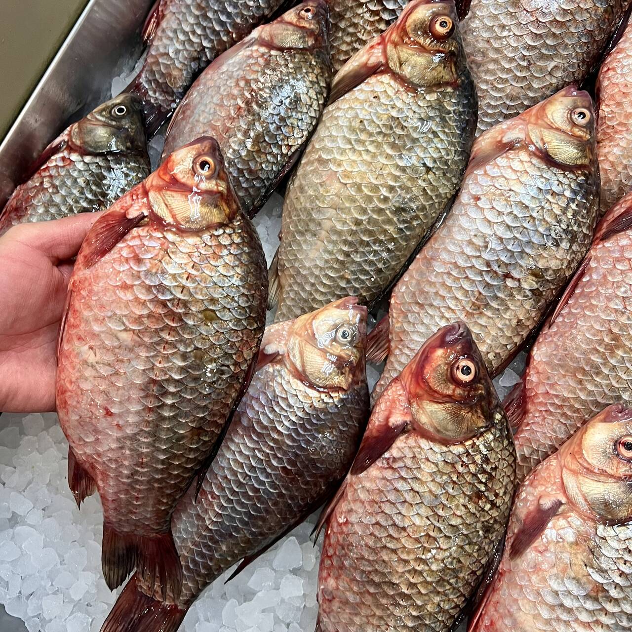Карась/Щука/Сом/Сазан/Судак в Твери фото 6 Продукты питания Тверь