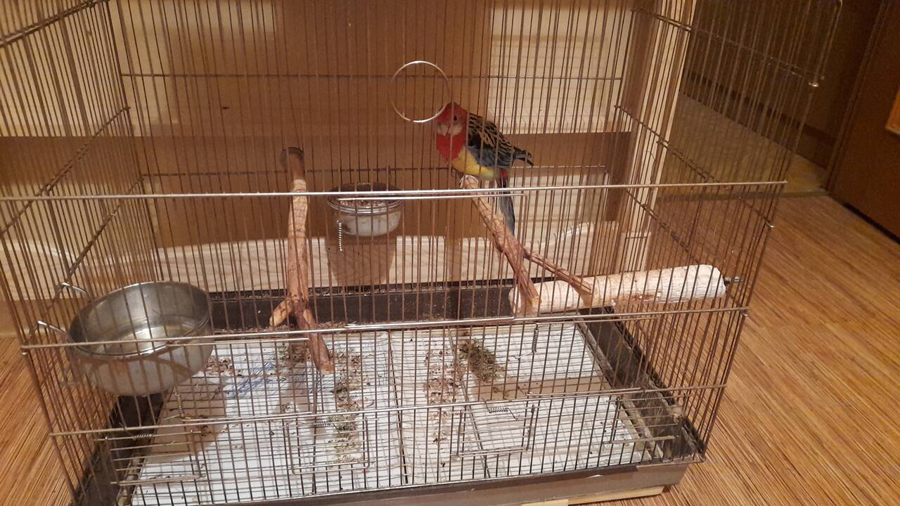 Попугай    в Москве фото 2 Услуги Москва