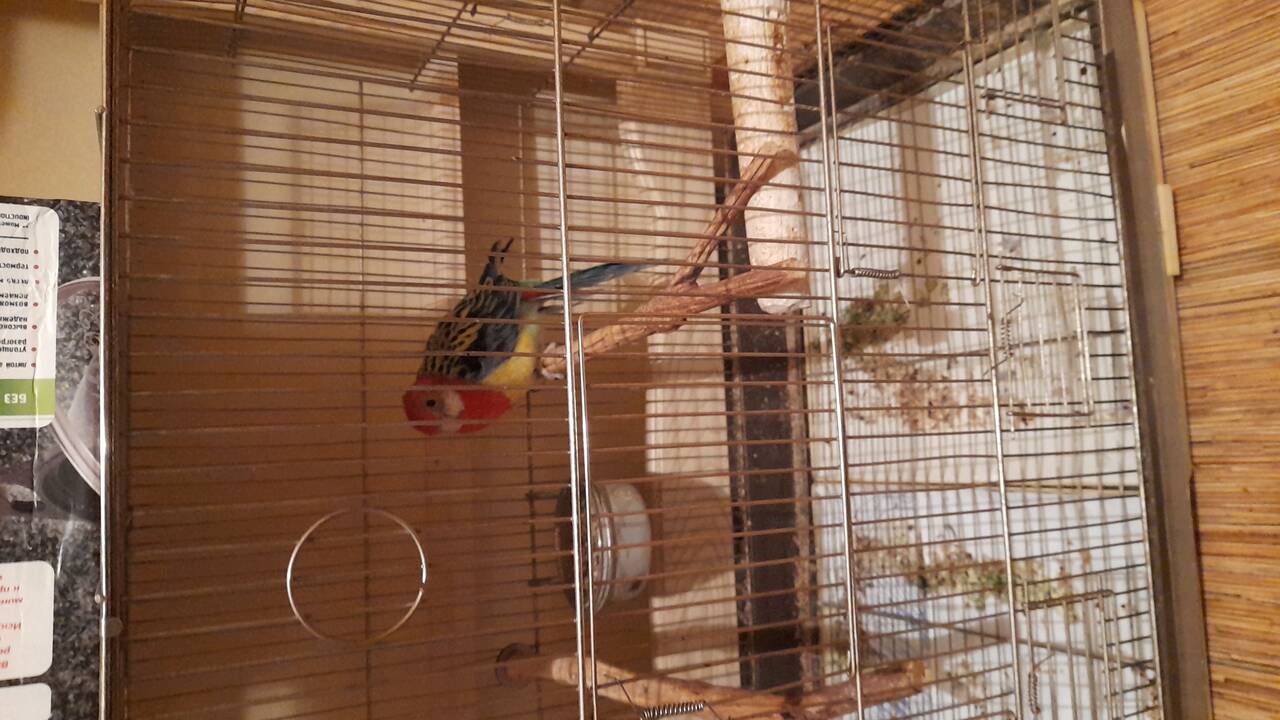 Попугай    в Москве фото 1 Услуги Москва