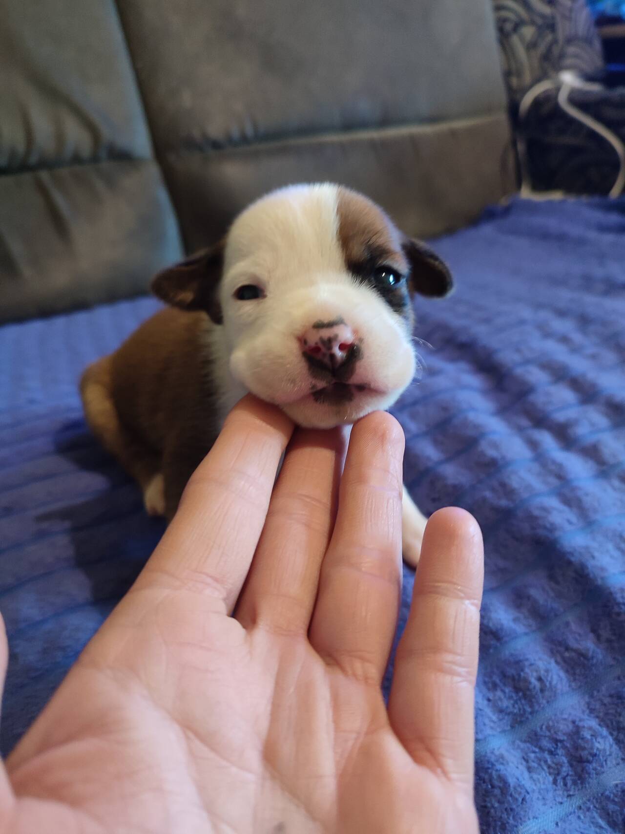 Отличные щенки Ам. Стаффа в Симферополе фото 2 Услуги Симферополь