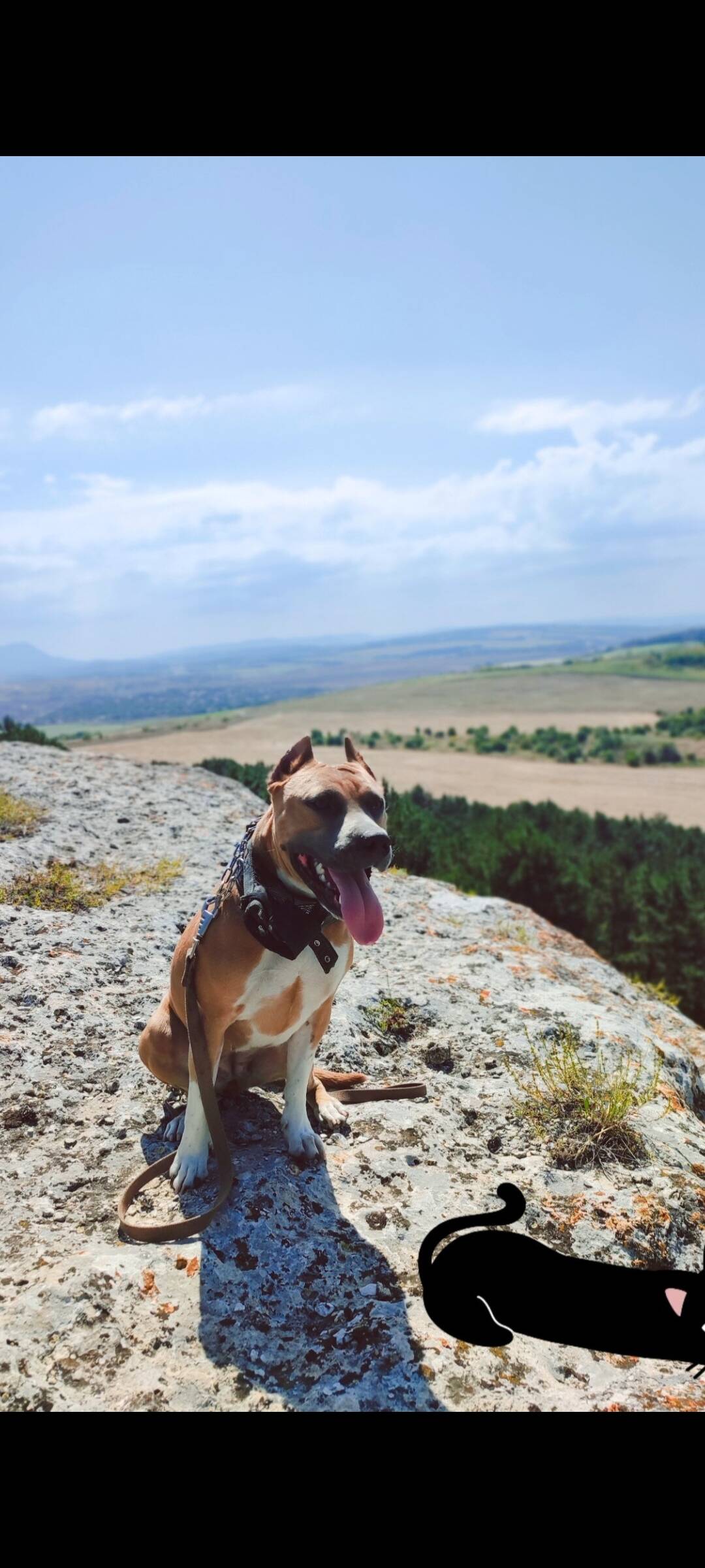 Отличные щенки Ам. Стаффа в Симферополе фото 4 Услуги Симферополь