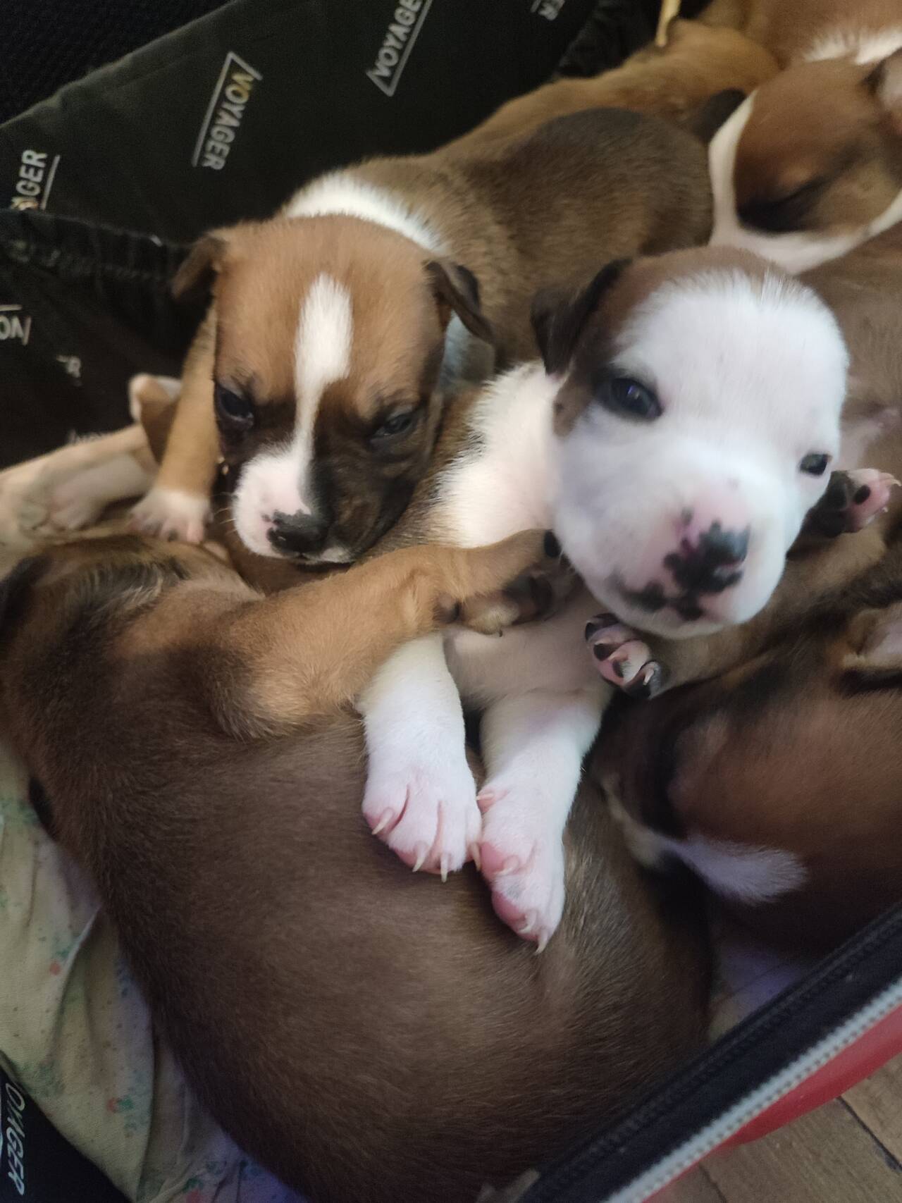 Отличные щенки Ам. Стаффа в Симферополе фото 7 Услуги Симферополь