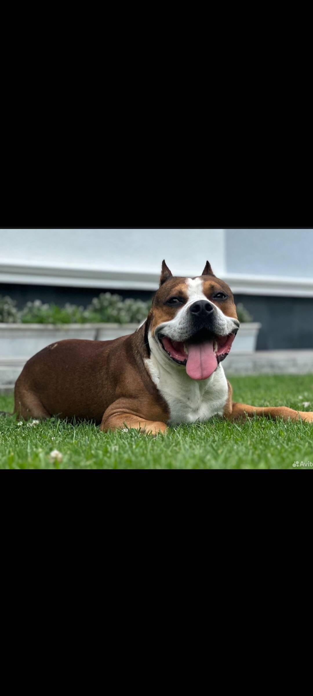 Отличные щенки Ам. Стаффа в Симферополе фото 1 Услуги Симферополь