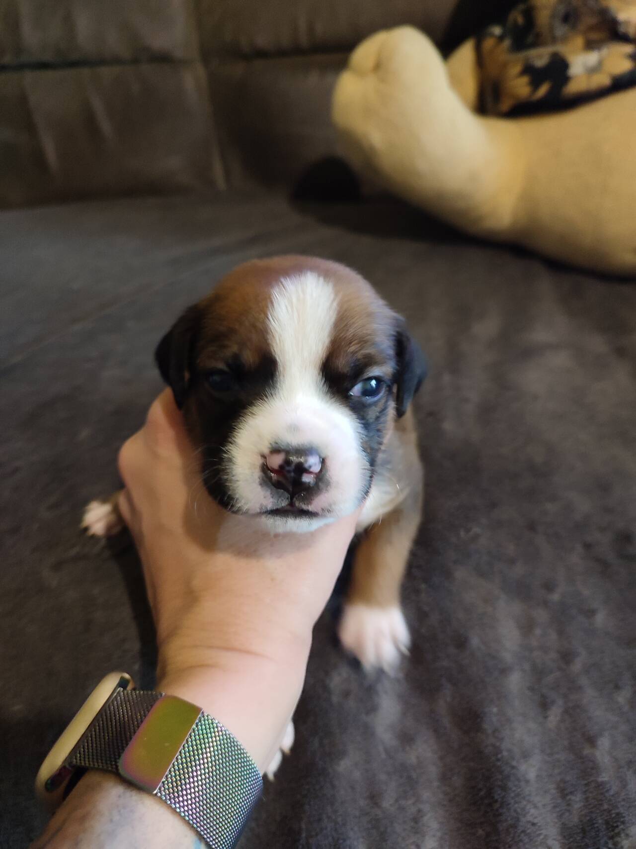 Отличные щенки Ам. Стаффа в Симферополе фото 5 Услуги Симферополь