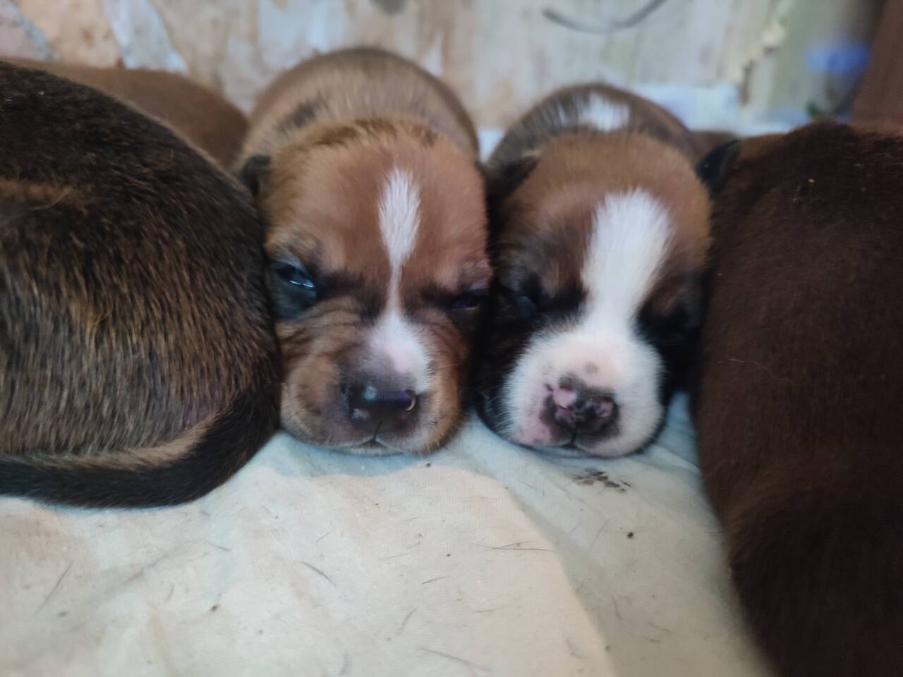 Отличные щенки Ам. Стаффа в Симферополе фото 3 Услуги Симферополь