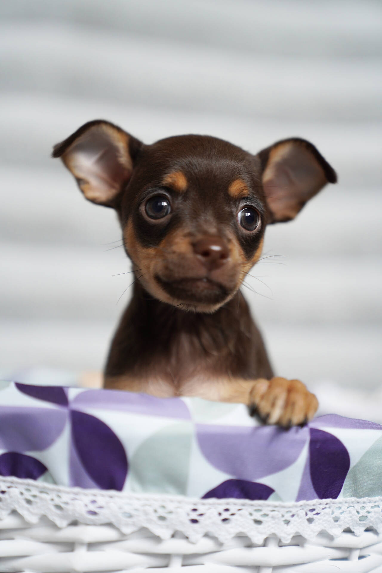 Породные щенки тойчики в Подольске фото 2 Услуги Подольск