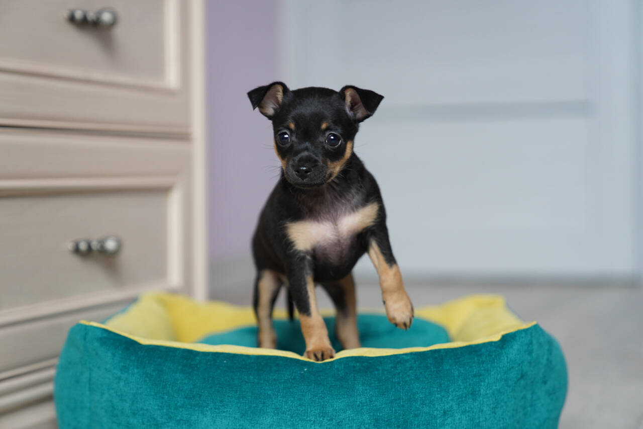 Породные щенки тойчики