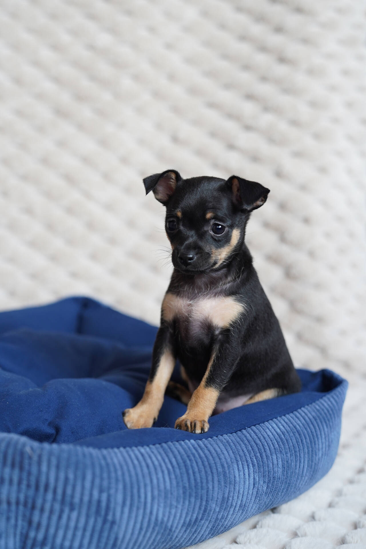 Породные щенки тойчики в Подольске фото 3 Услуги Подольск