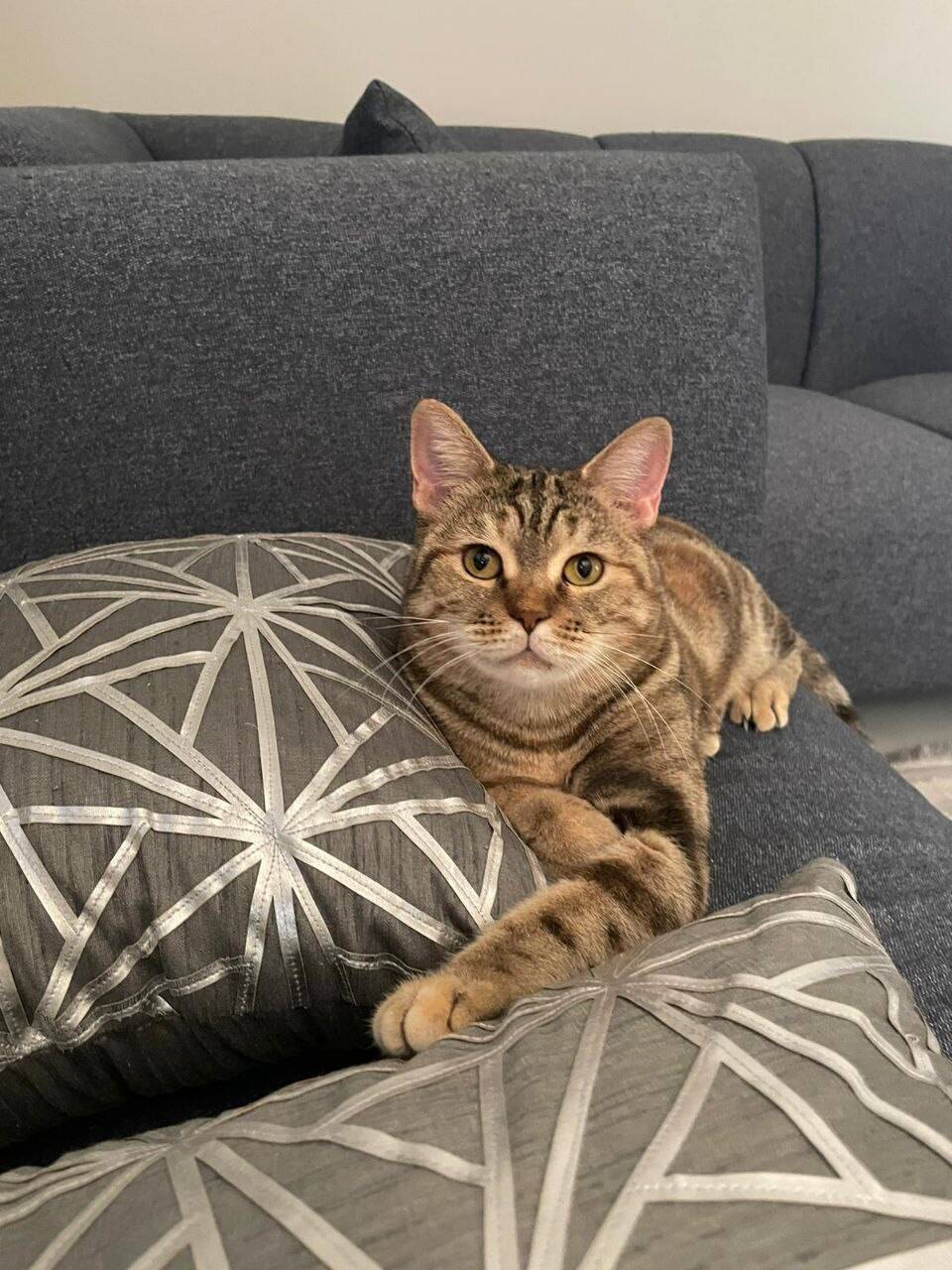 Кошка Алиса в добрые руки в Москве фото 5 Услуги Москва