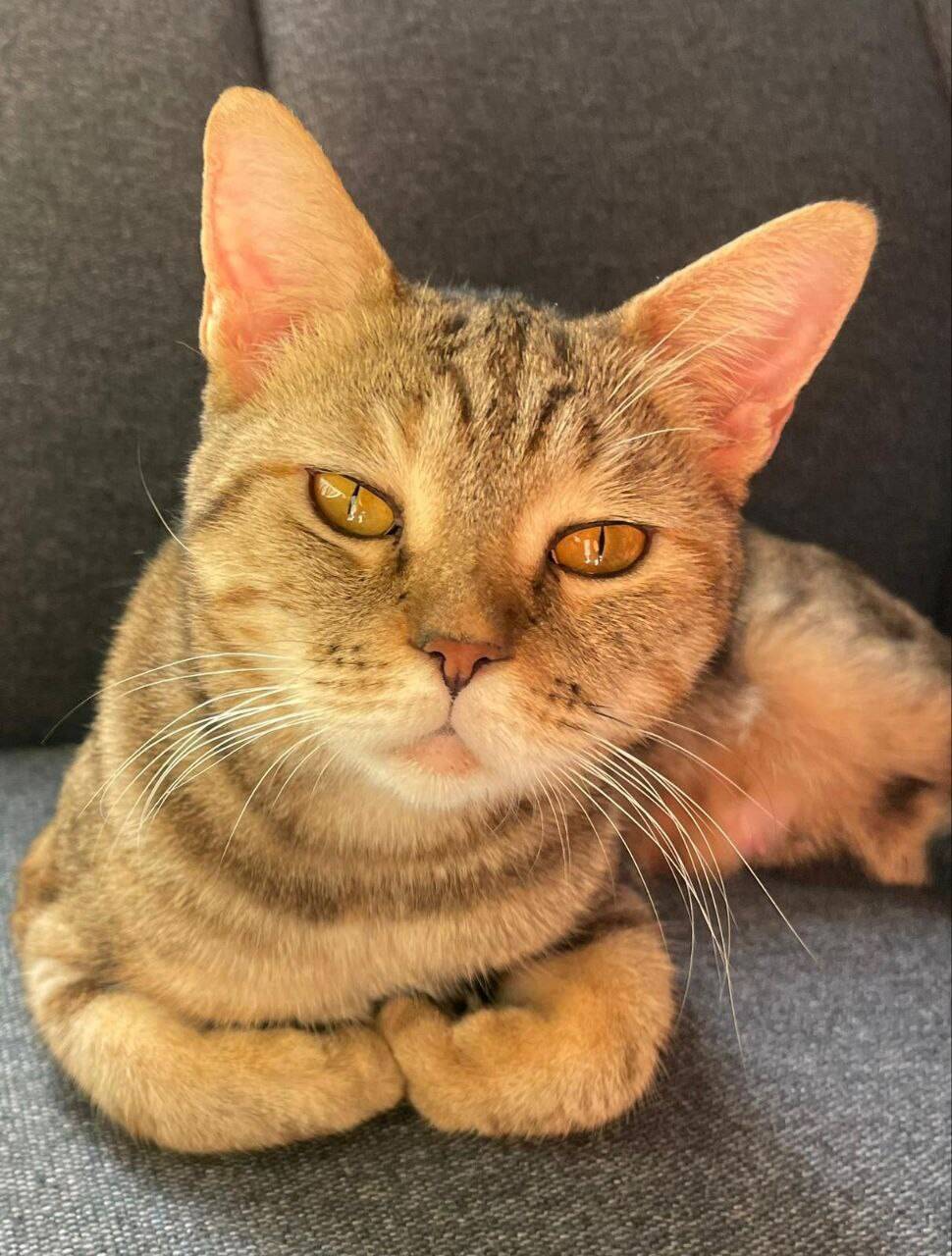 Кошка Алиса в добрые руки в Москве фото 2 Услуги Москва