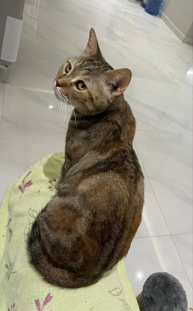 Кошка Алиса в добрые руки в Москве фото 6 Услуги Москва