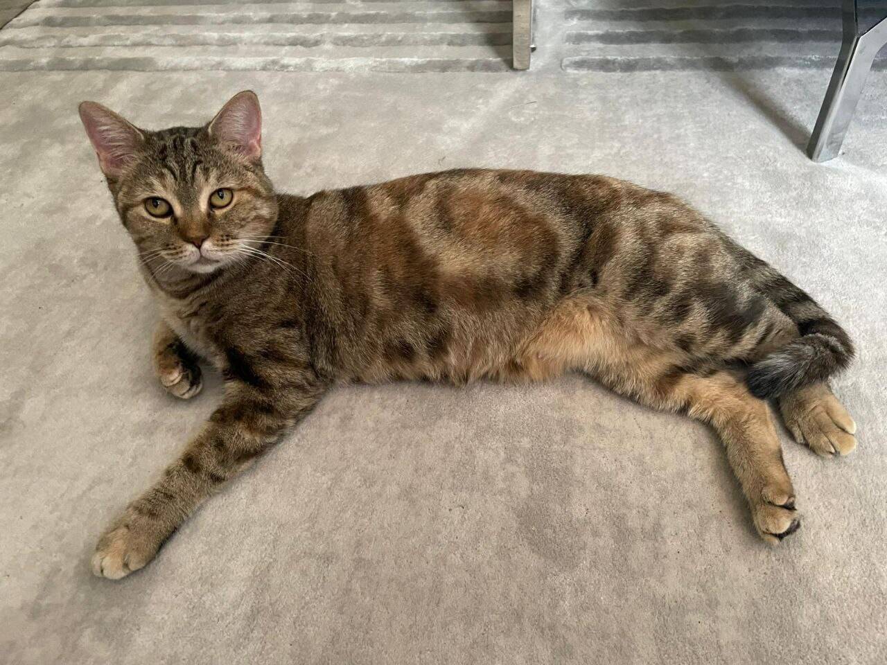 Кошка Алиса в добрые руки в Москве фото 7 Услуги Москва