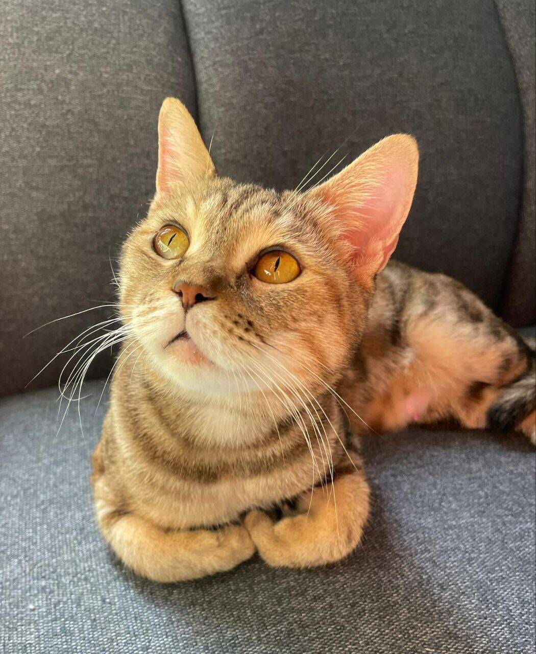 Кошка Алиса в добрые руки в Москве фото 1 Услуги Москва