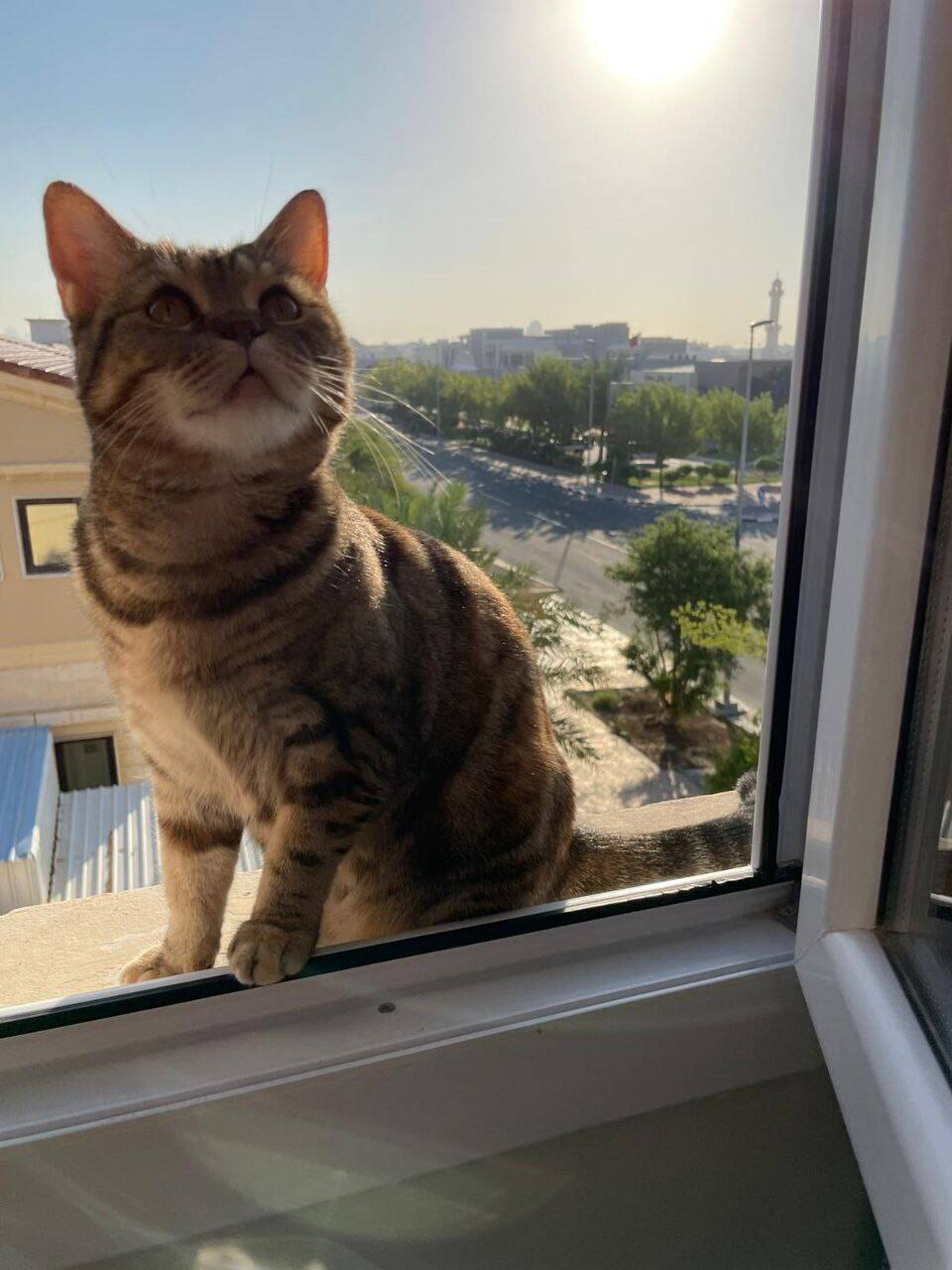 Кошка Алиса в добрые руки в Москве фото 4 Услуги Москва