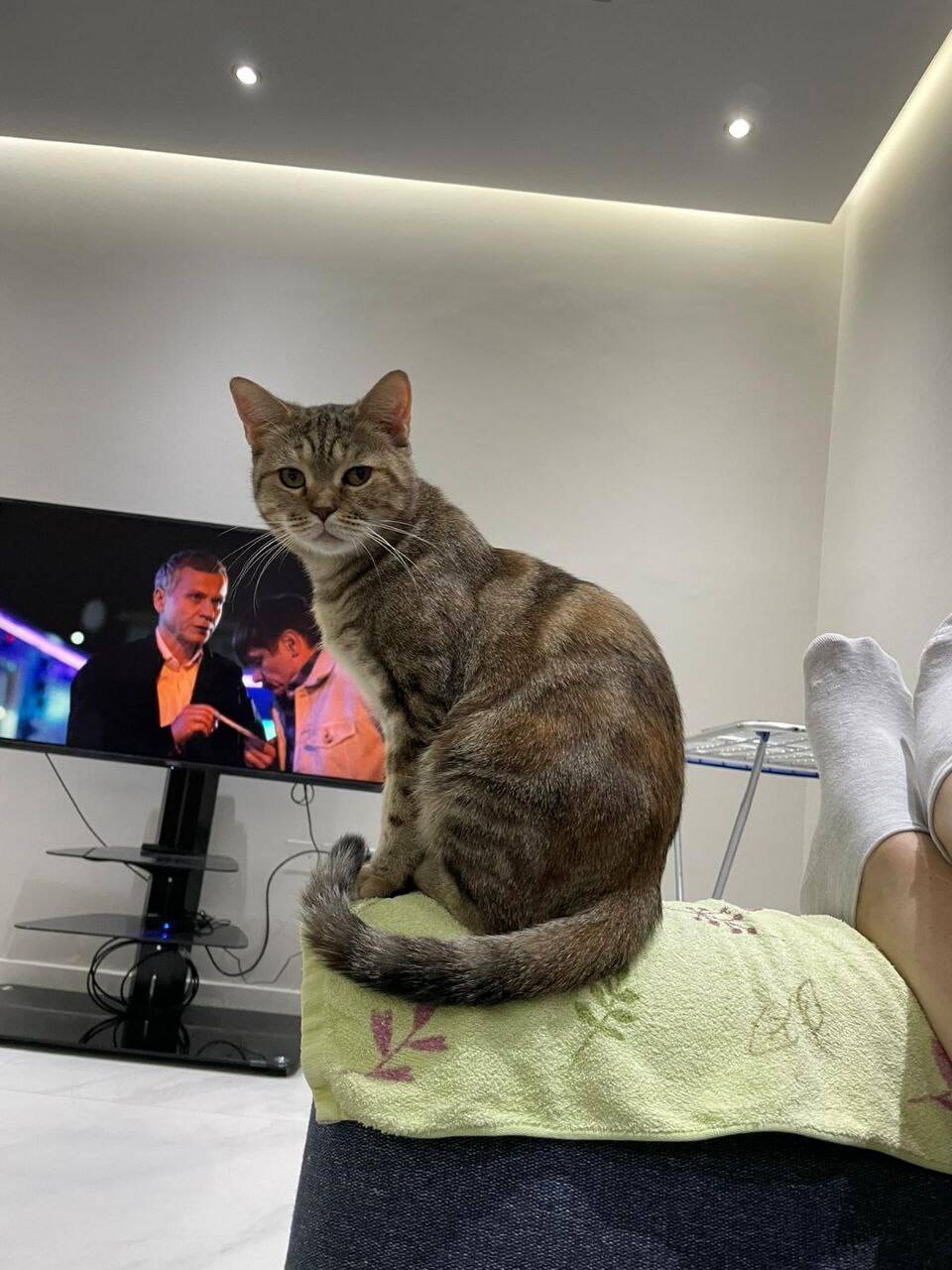 Кошка Алиса в добрые руки в Москве фото 3 Услуги Москва