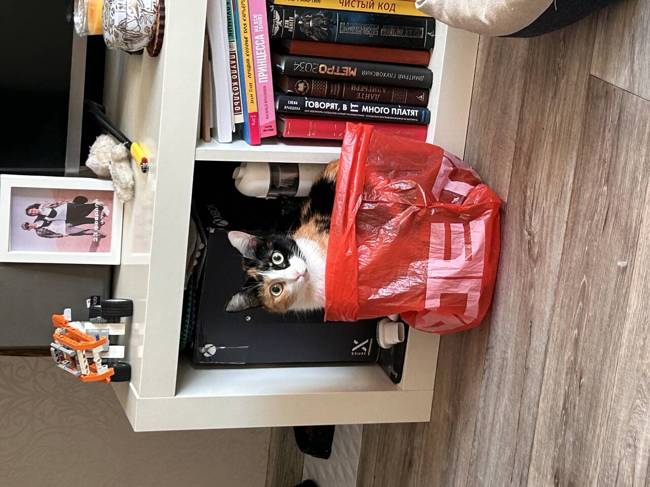 Ищет добрый руки в Новосибирске фото 2 Услуги Новосибирск Ищет добрый руки в Новосибирске фото 2 Услуги Новосибирск