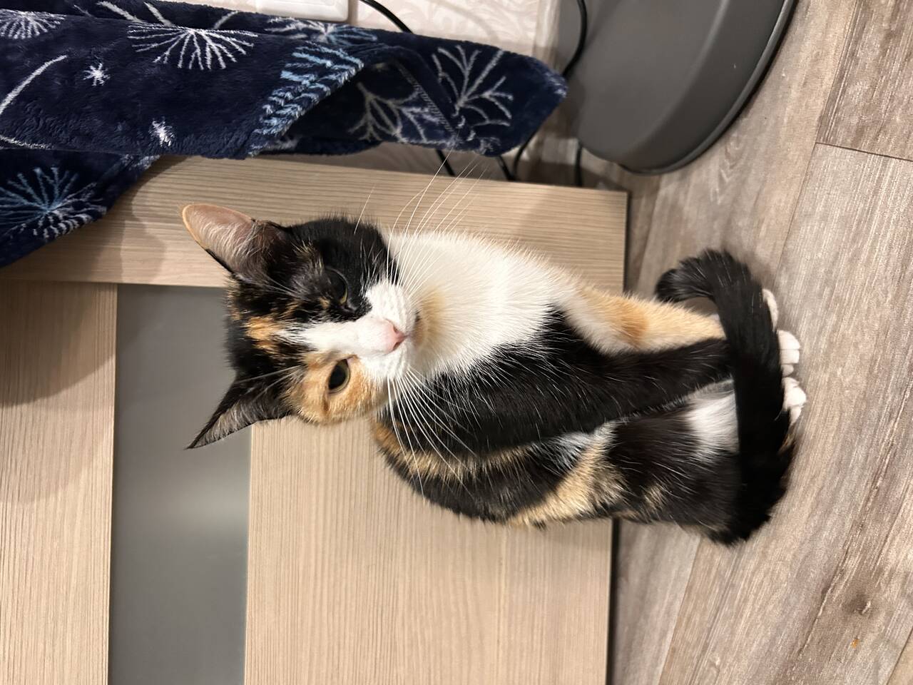 Ищет добрый руки в Новосибирске фото 4 Услуги Новосибирск Ищет добрый руки в Новосибирске фото 4 Услуги Новосибирск