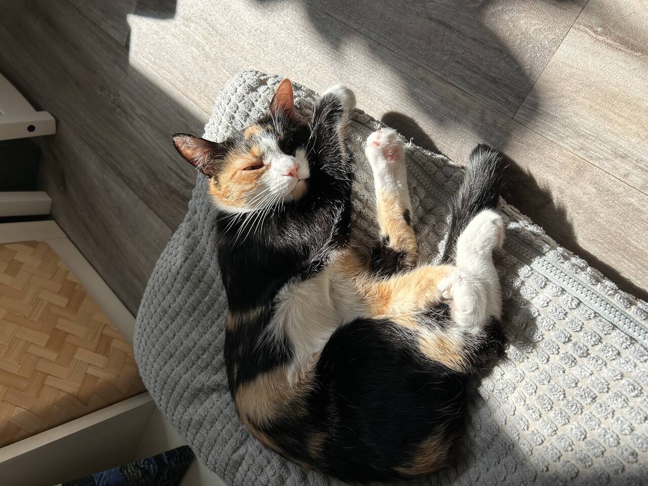 Ищет добрый руки в Новосибирске фото 6 Услуги Новосибирск Ищет добрый руки в Новосибирске фото 6 Услуги Новосибирск