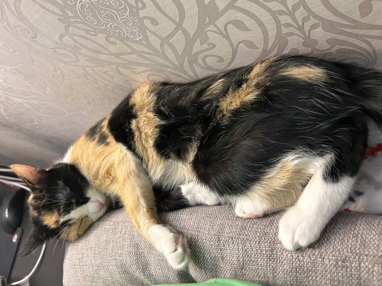 Ищет добрый руки в Новосибирске фото 3 Услуги Новосибирск Ищет добрый руки в Новосибирске фото 3 Услуги Новосибирск