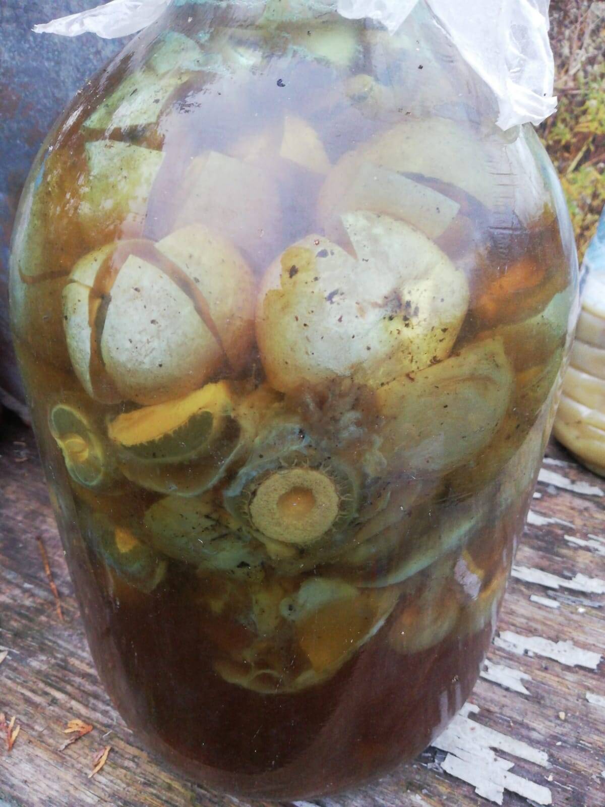 гриб веселка