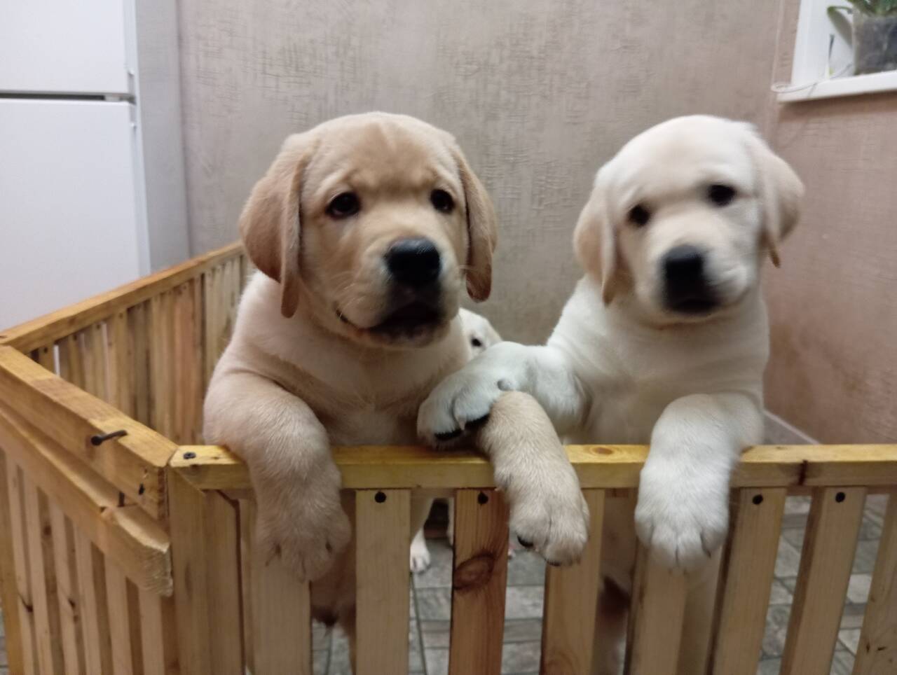 лабродетки в Нижнем Новгороде фото 3 Услуги Нижний Новгород