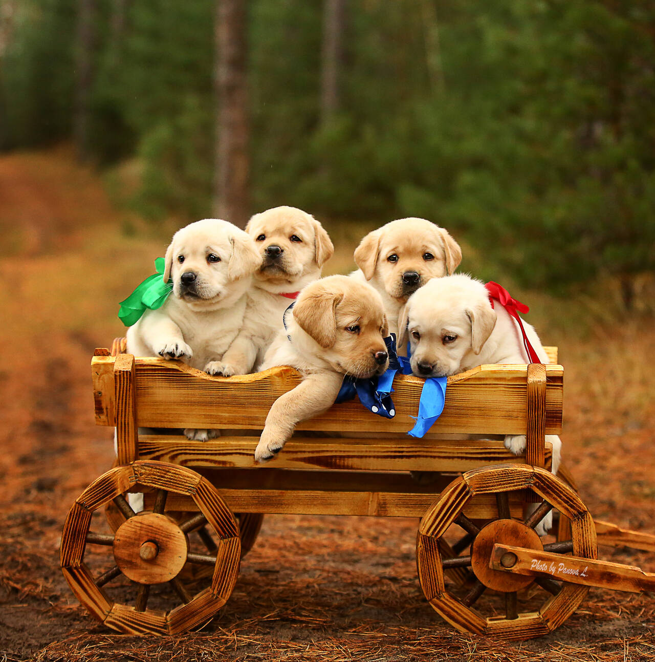 лабродетки в Нижнем Новгороде фото 1 Услуги Нижний Новгород
