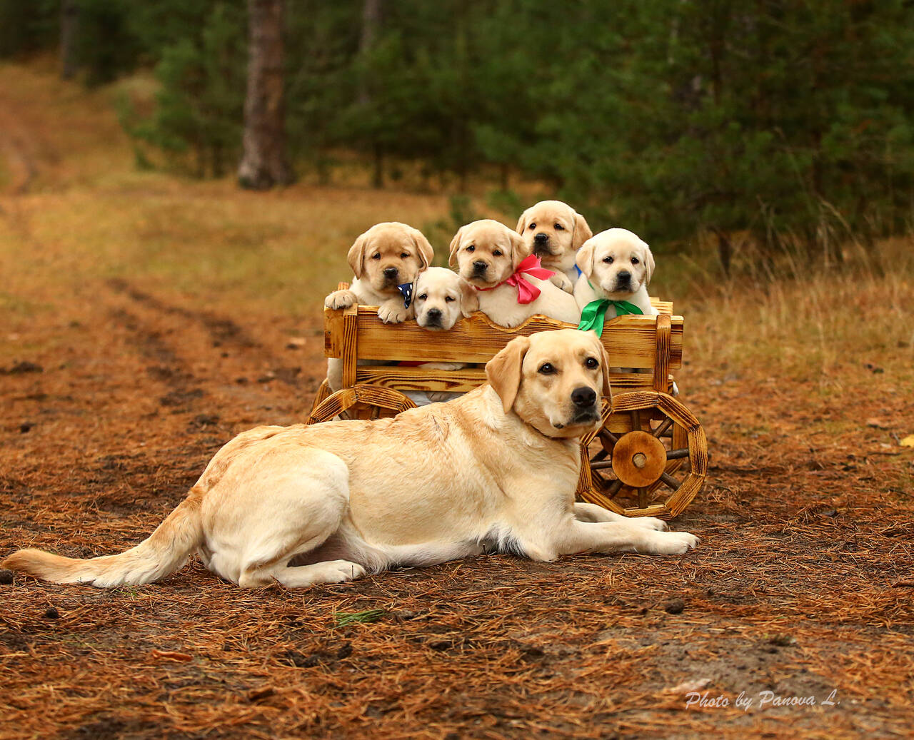 лабродетки в Нижнем Новгороде фото 4 Услуги Нижний Новгород