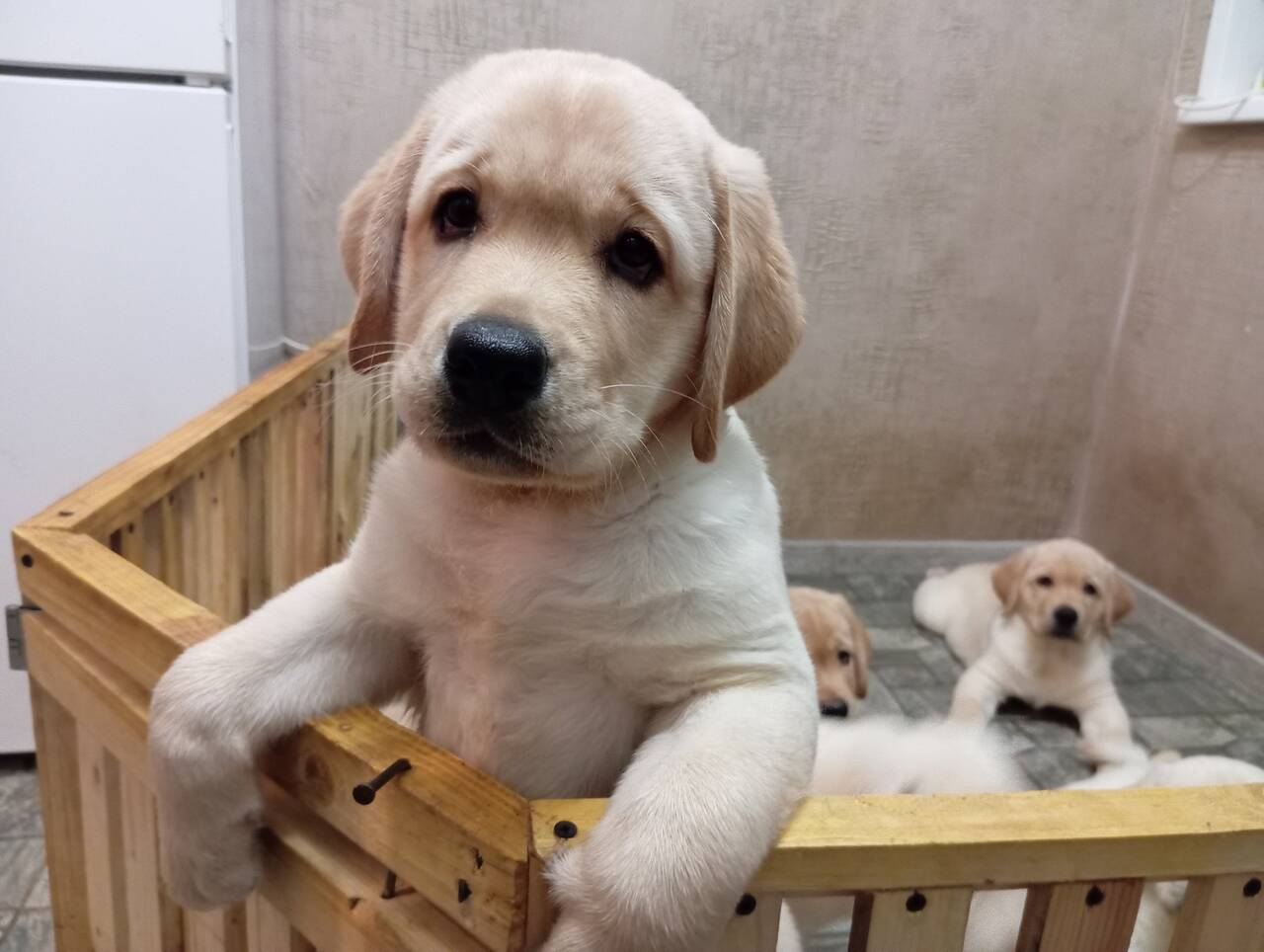 лабродетки в Нижнем Новгороде фото 5 Услуги Нижний Новгород