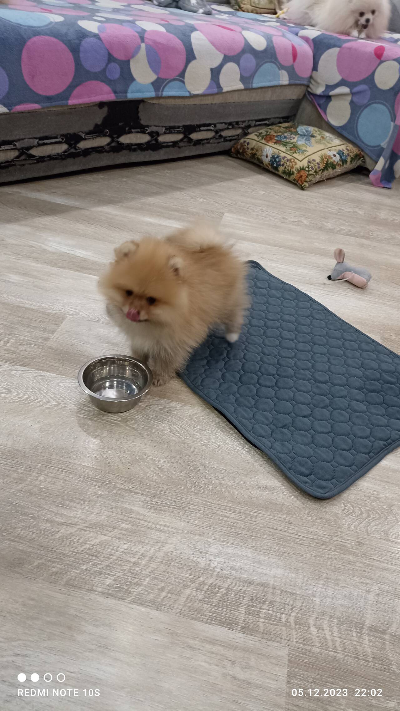 Померанский шпиц в Красноярске фото 4 Услуги Красноярск