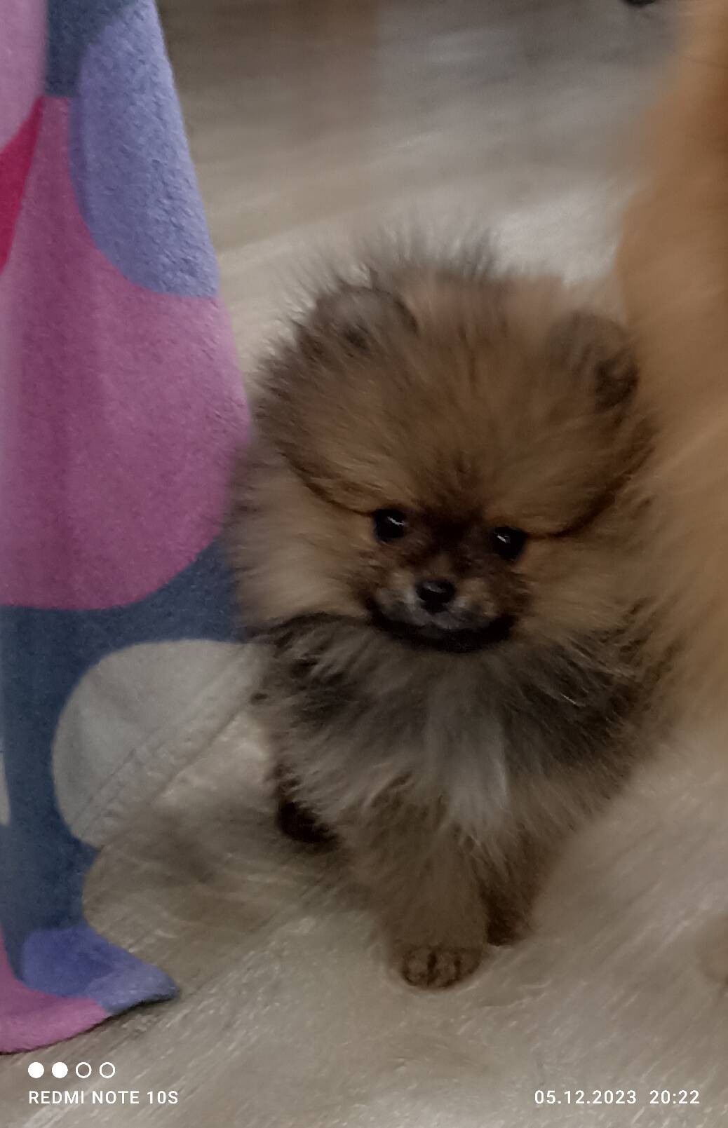 Померанский шпиц в Красноярске фото 2 Услуги Красноярск