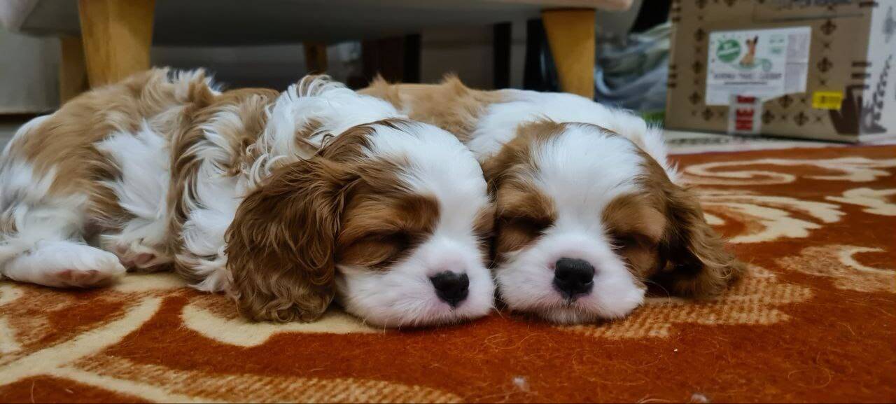 Продажа щенков в Москве фото 2 Услуги Москва