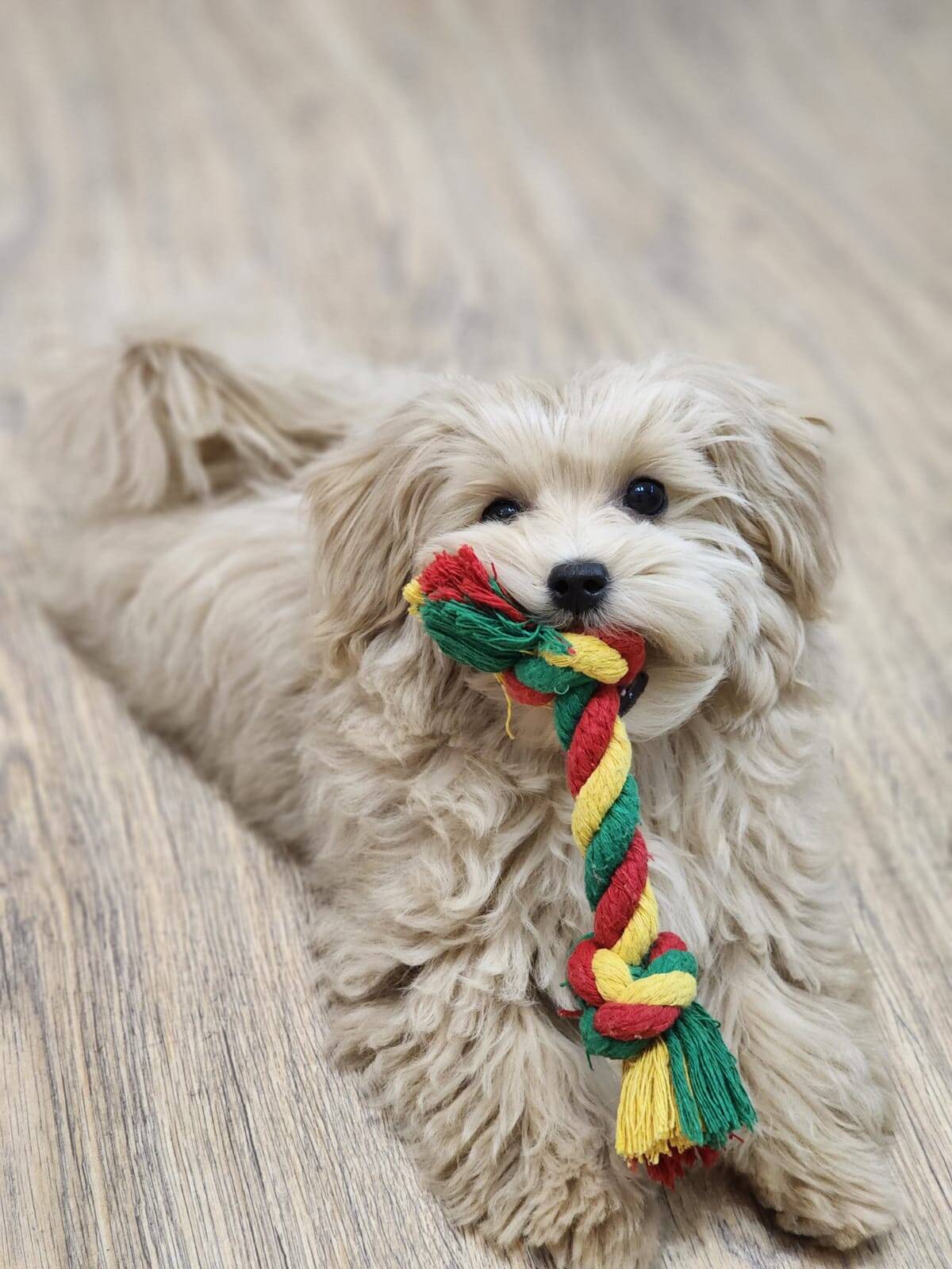 Мальтипу f1, мини, премиум класса. в Санкт-Петербурге фото 2 Услуги Санкт-Петербург