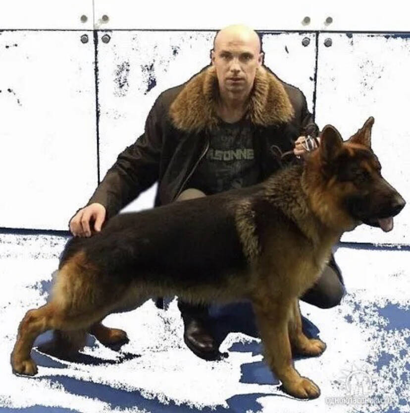 дрессировка собак в Ярославле фото 2 Услуги Ярославль