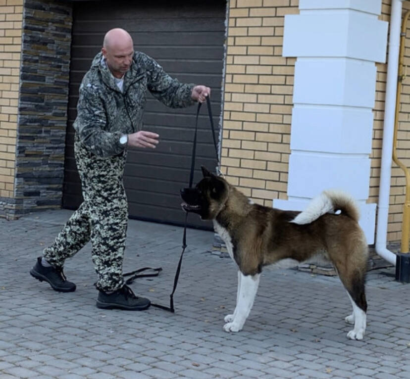 дрессировка собак в Ярославле фото 4 Услуги Ярославль