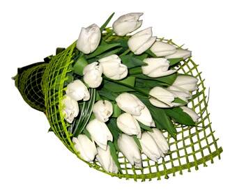 Продам тюльпаны оптом в Москве фото 2 Для дома и дачи Москва