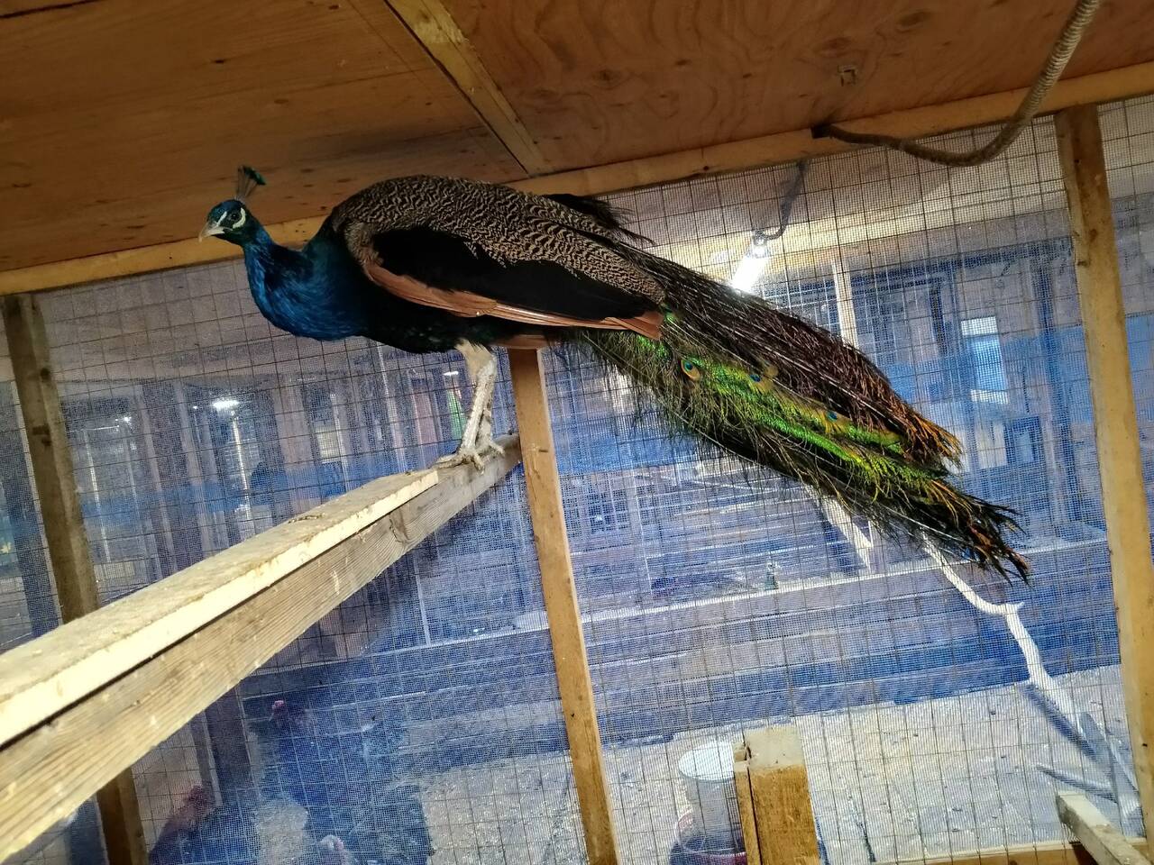 Экскурсия на экзотик ферму  в Одинцово фото 2 Увлечения и отдых Одинцово