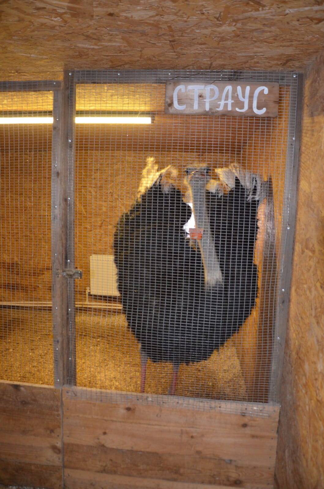 Экскурсия на экзотик ферму  в Одинцово фото 5 Увлечения и отдых Одинцово