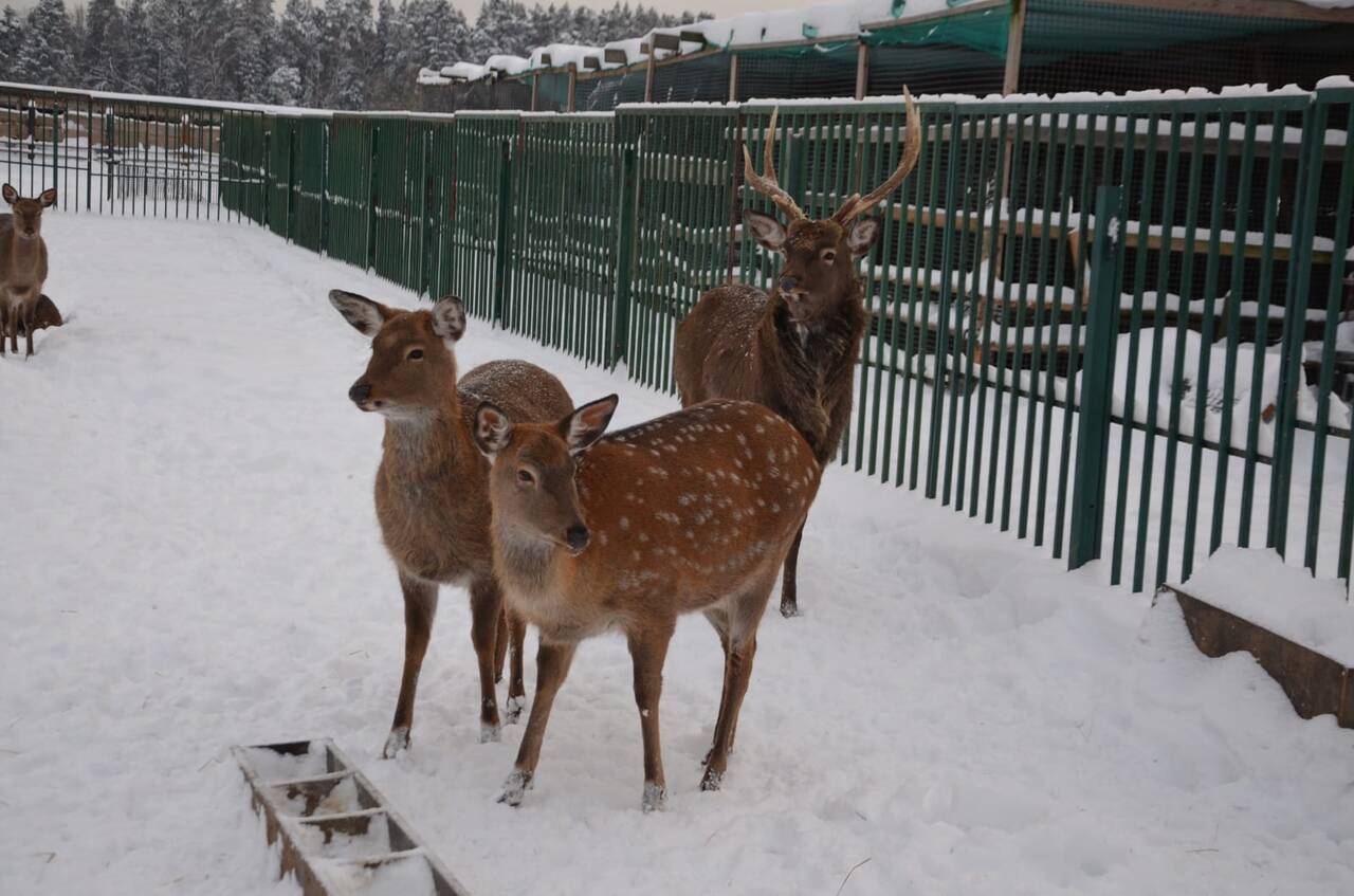 Экскурсия на экзотик ферму 