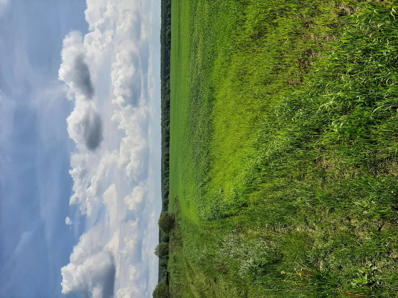 Земля для с/х производства