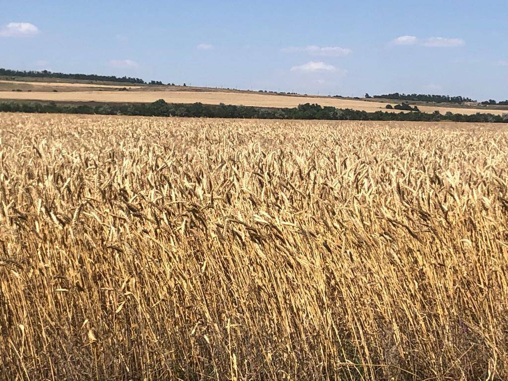 Продам землю 44 ГА (пашни) в Мин-Воды в Минеральных Водах фото 1 Недвижимость Минеральные Воды Продам землю 44 ГА (пашни) в Мин-Воды в Минеральных Водах фото 1 Недвижимость Минеральные Воды