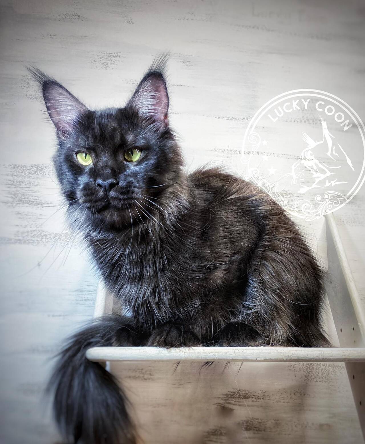 Кот мейн-кун в Красноярске фото 3 Услуги Красноярск