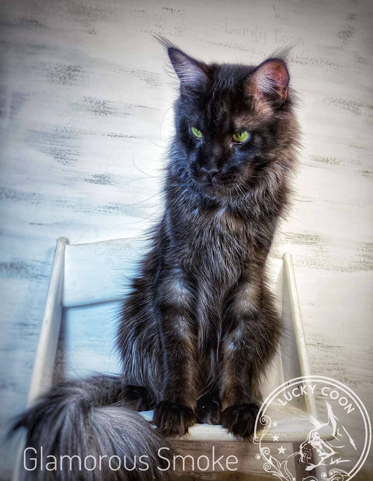 Кот мейн-кун в Красноярске фото 2 Услуги Красноярск