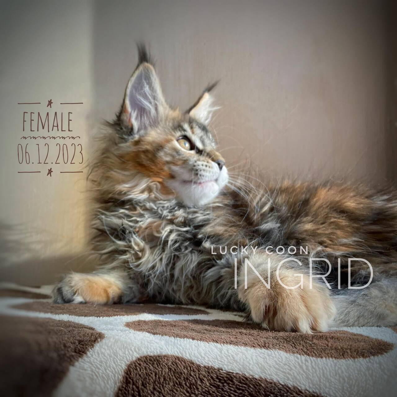 КОТЯТА МЕЙН-КУН