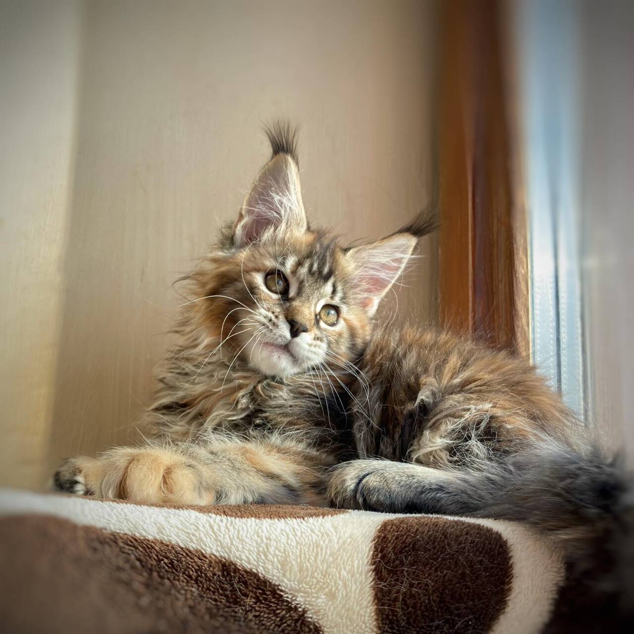 КОТЯТА МЕЙН-КУН в Иркутске фото 2 Услуги Иркутск