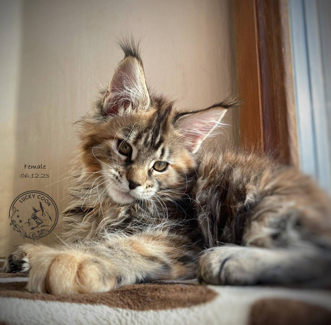 КОТЯТА МЕЙН-КУН в Иркутске фото 3 Услуги Иркутск