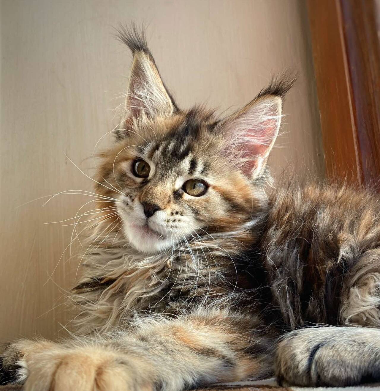 КОТЯТА МЕЙН-КУН в Иркутске фото 4 Услуги Иркутск