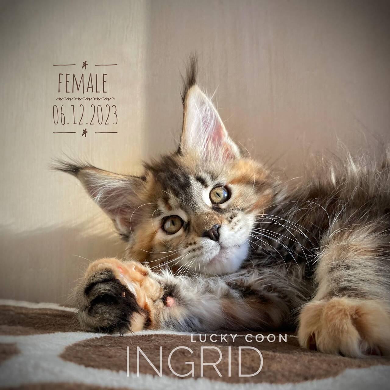 КОТЯТА МЕЙН-КУН в Иркутске фото 6 Услуги Иркутск