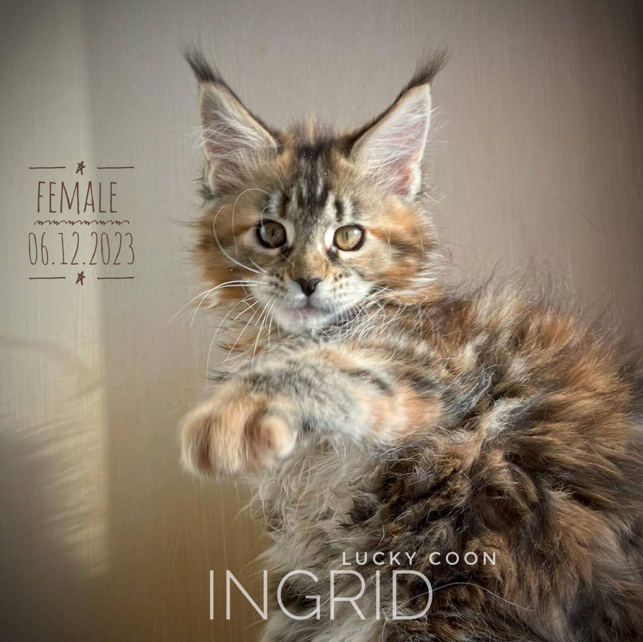 КОТЯТА МЕЙН-КУН в Иркутске фото 5 Услуги Иркутск